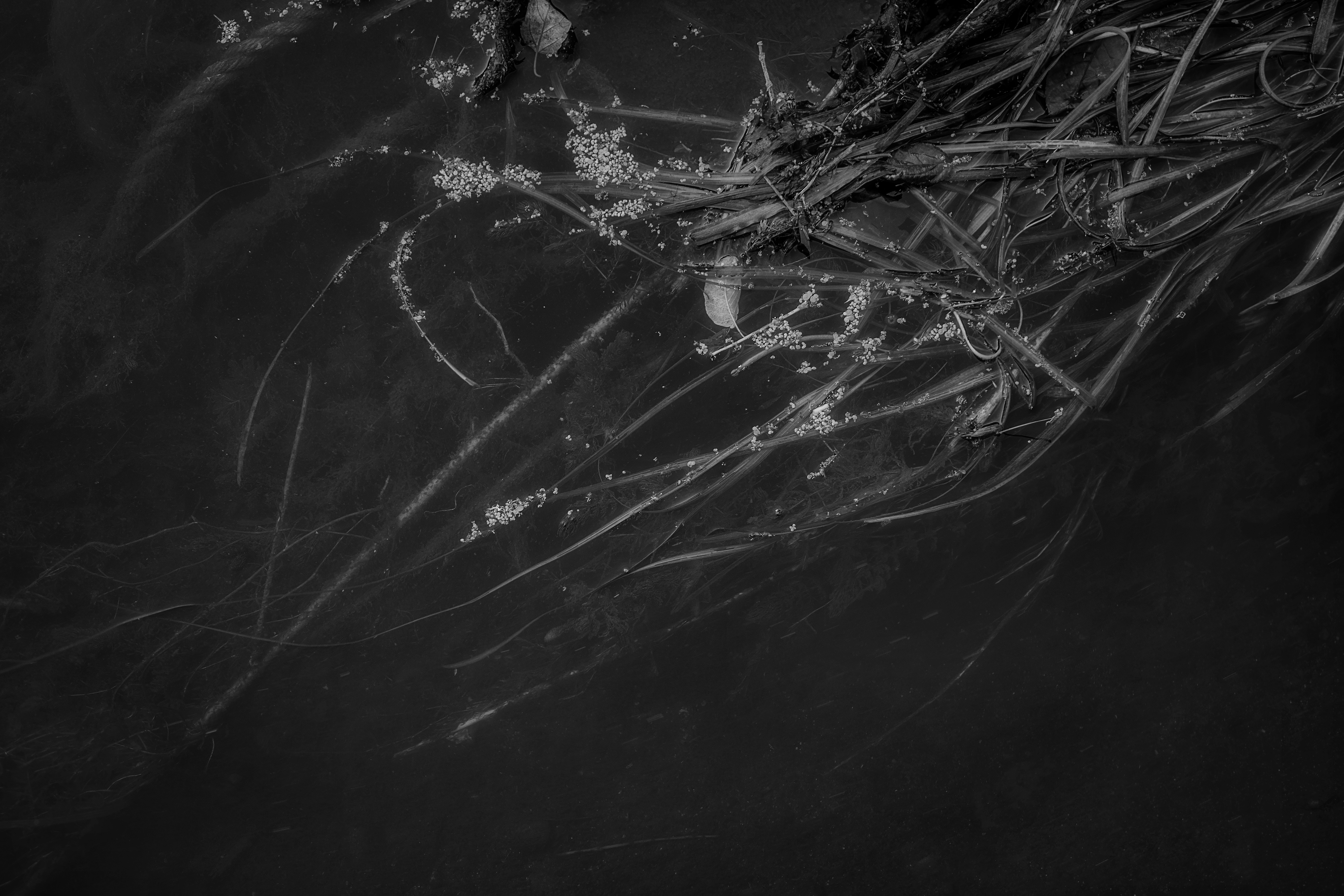 reeds-and-ropes-bw