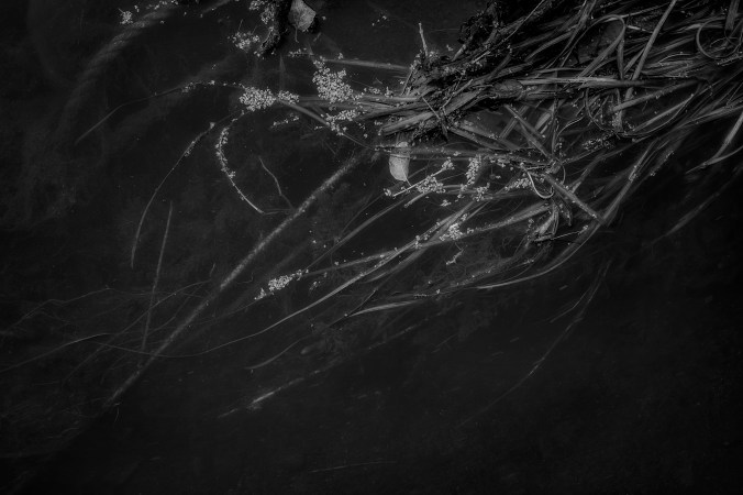 reeds-and-ropes-bw