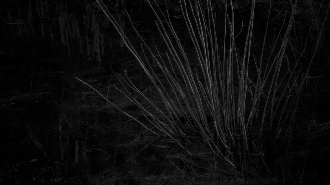 Light Spines alt crop