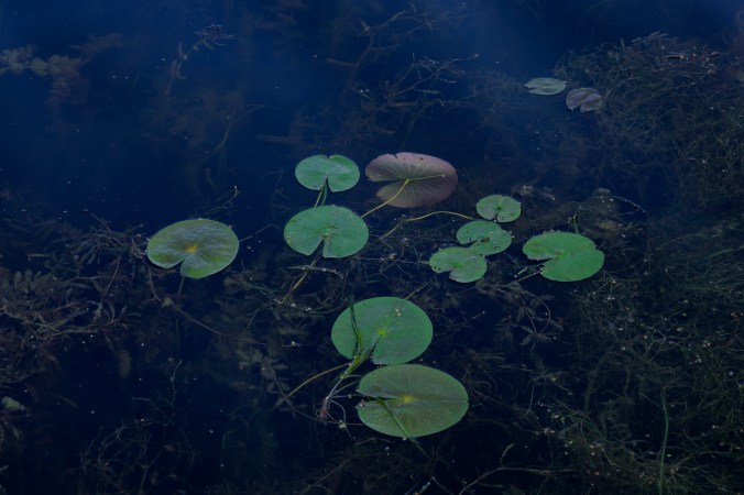 Lilypads By Moonlight