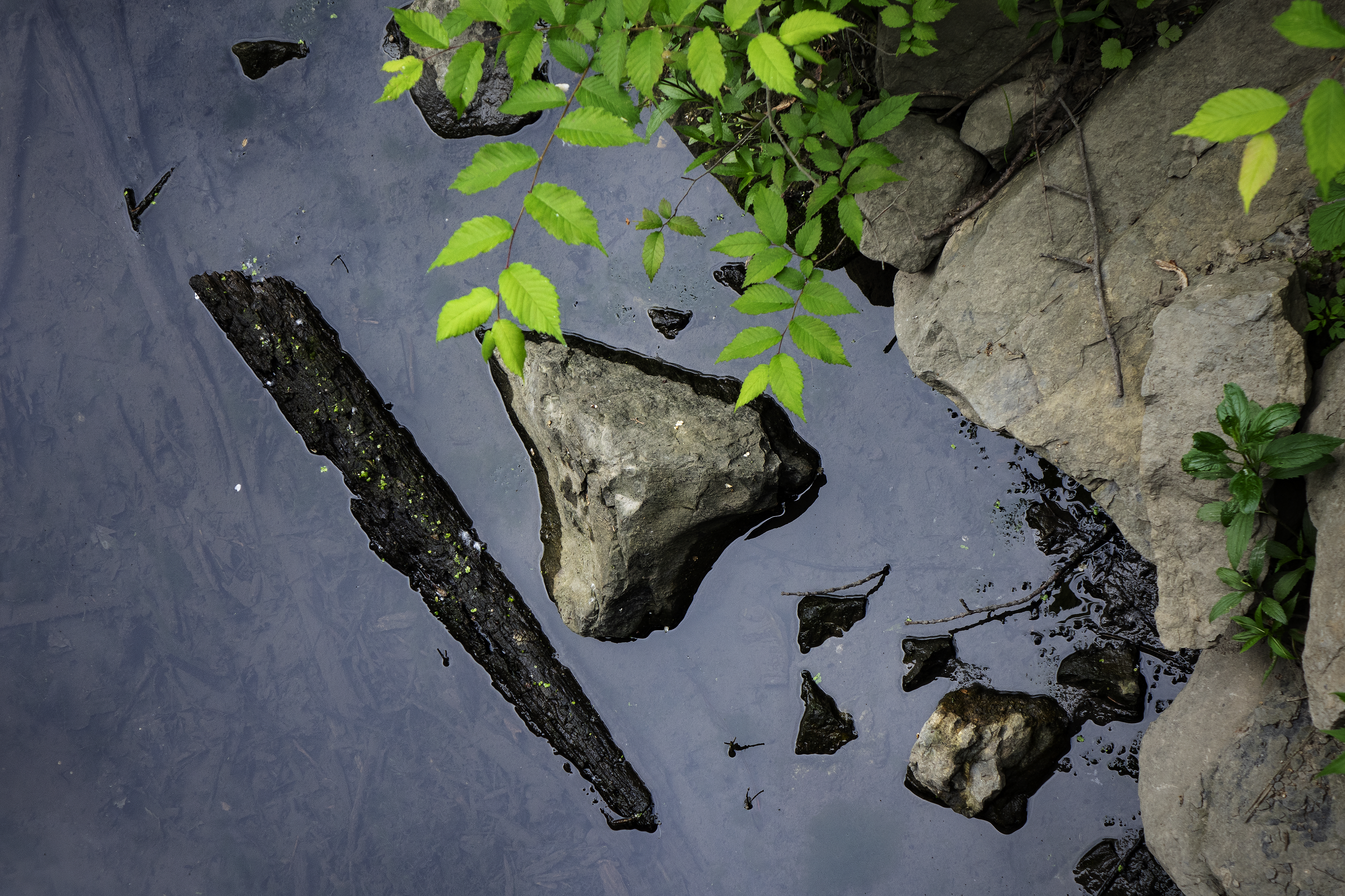 Something In The Water