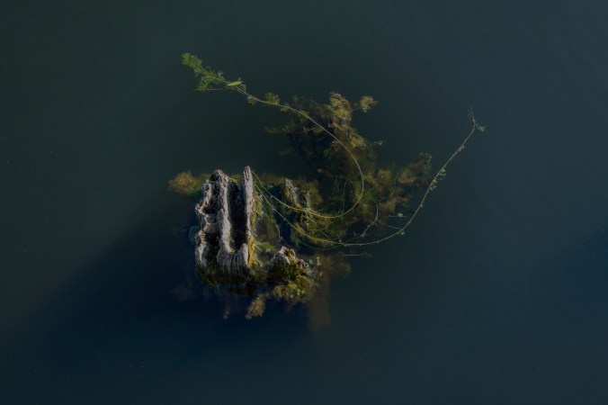 Waterweed On Wood Foundation