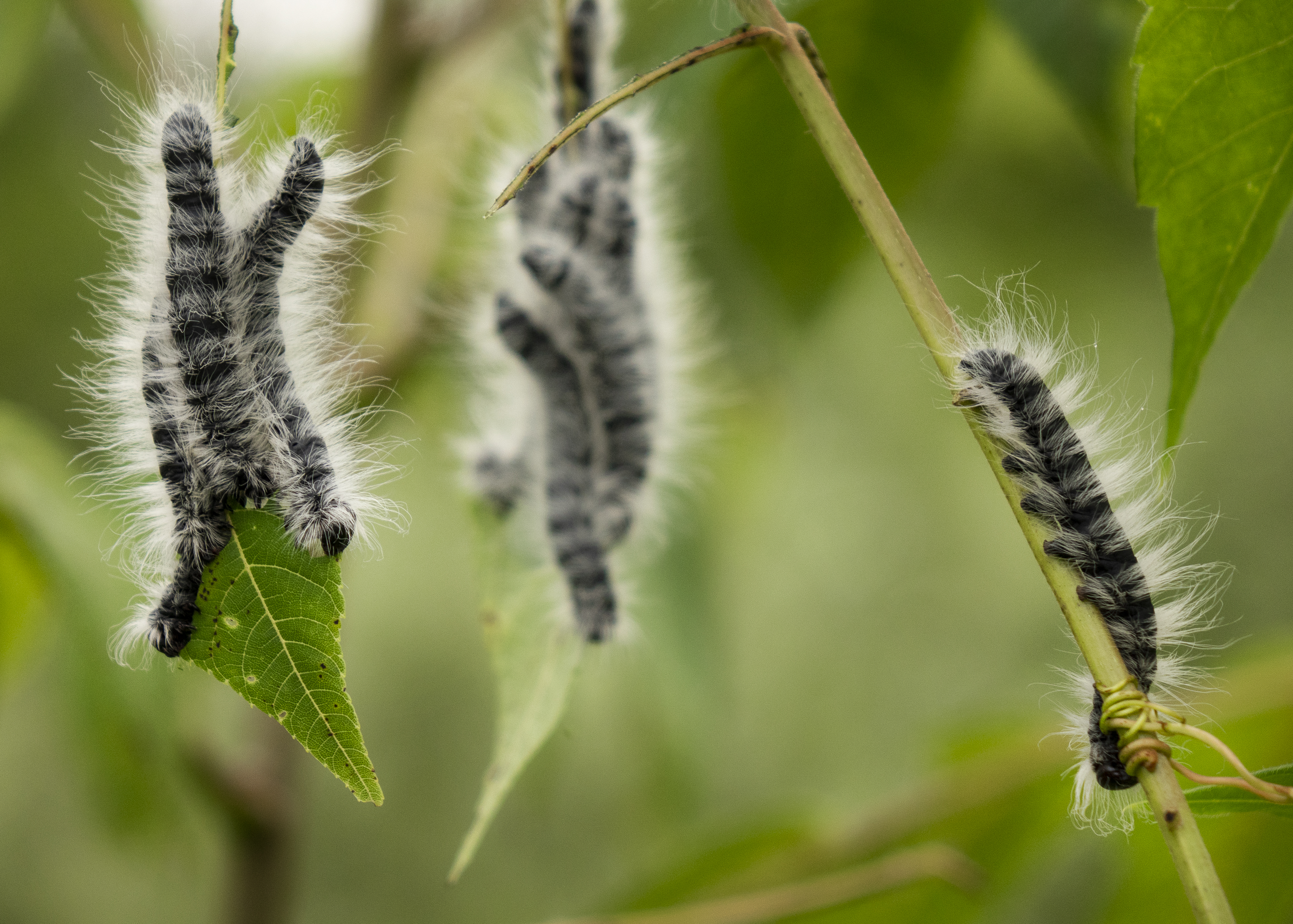 Hairy Feeding Frenzy