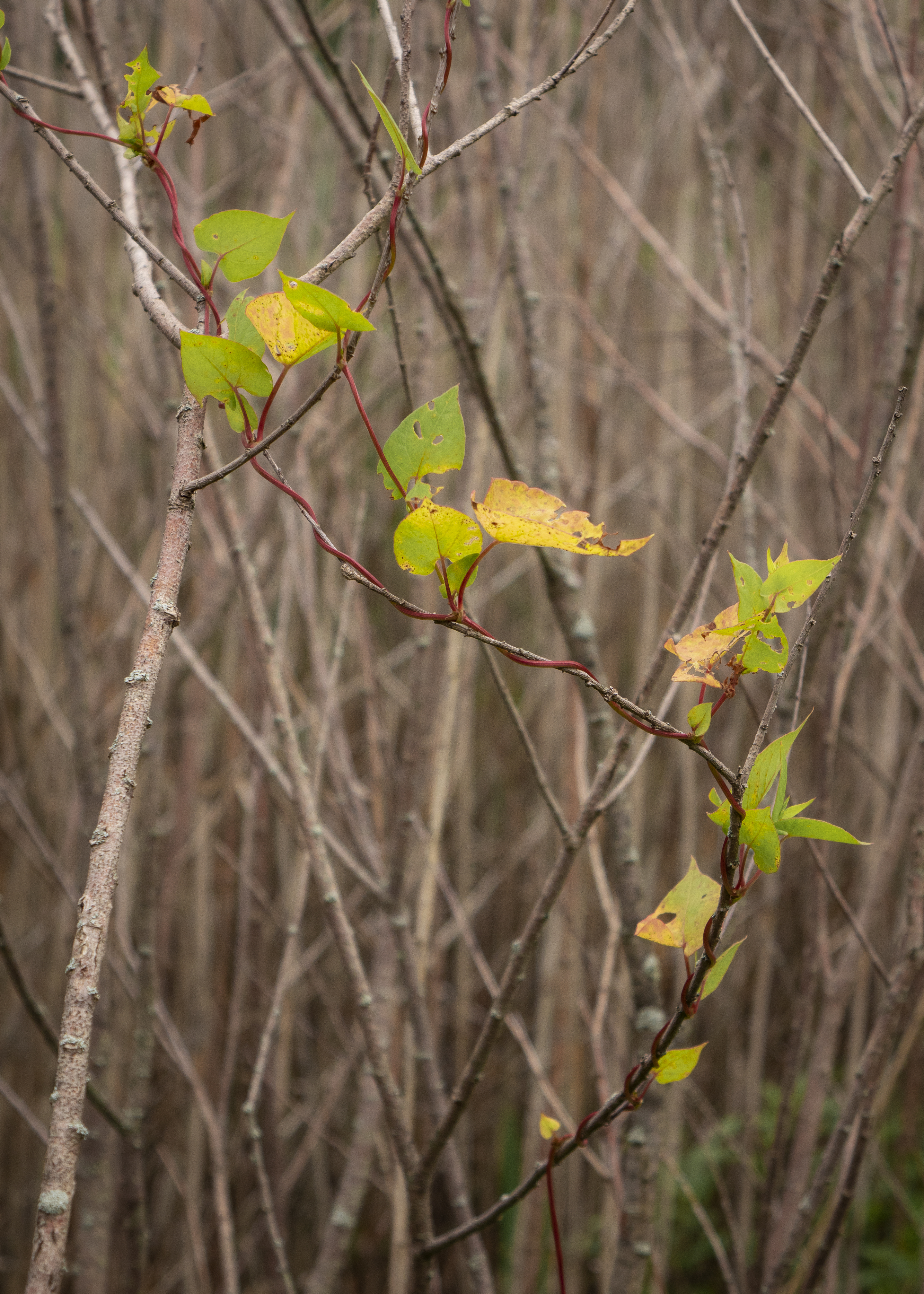 Long And Winding Road