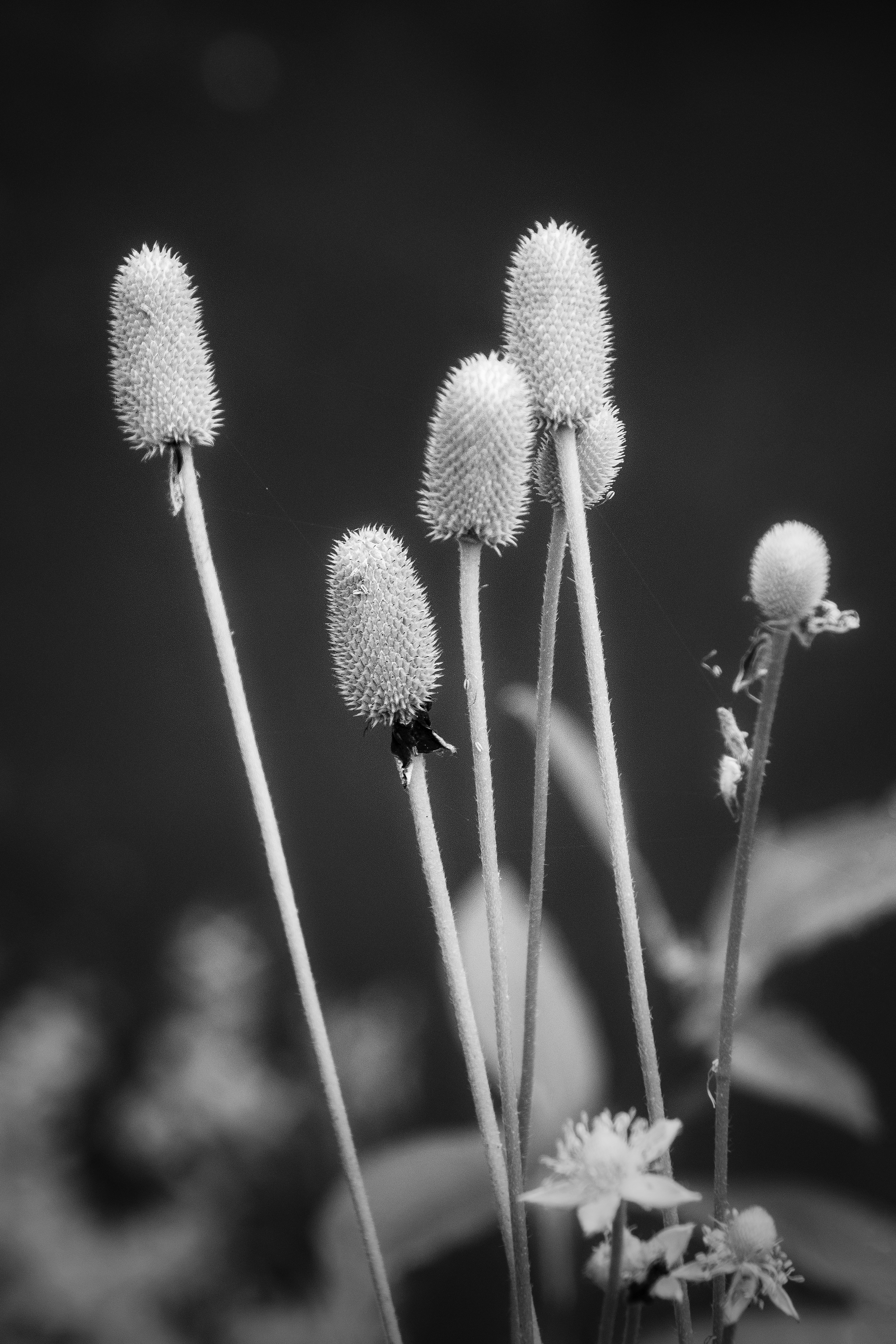 Prickly Seed Heads