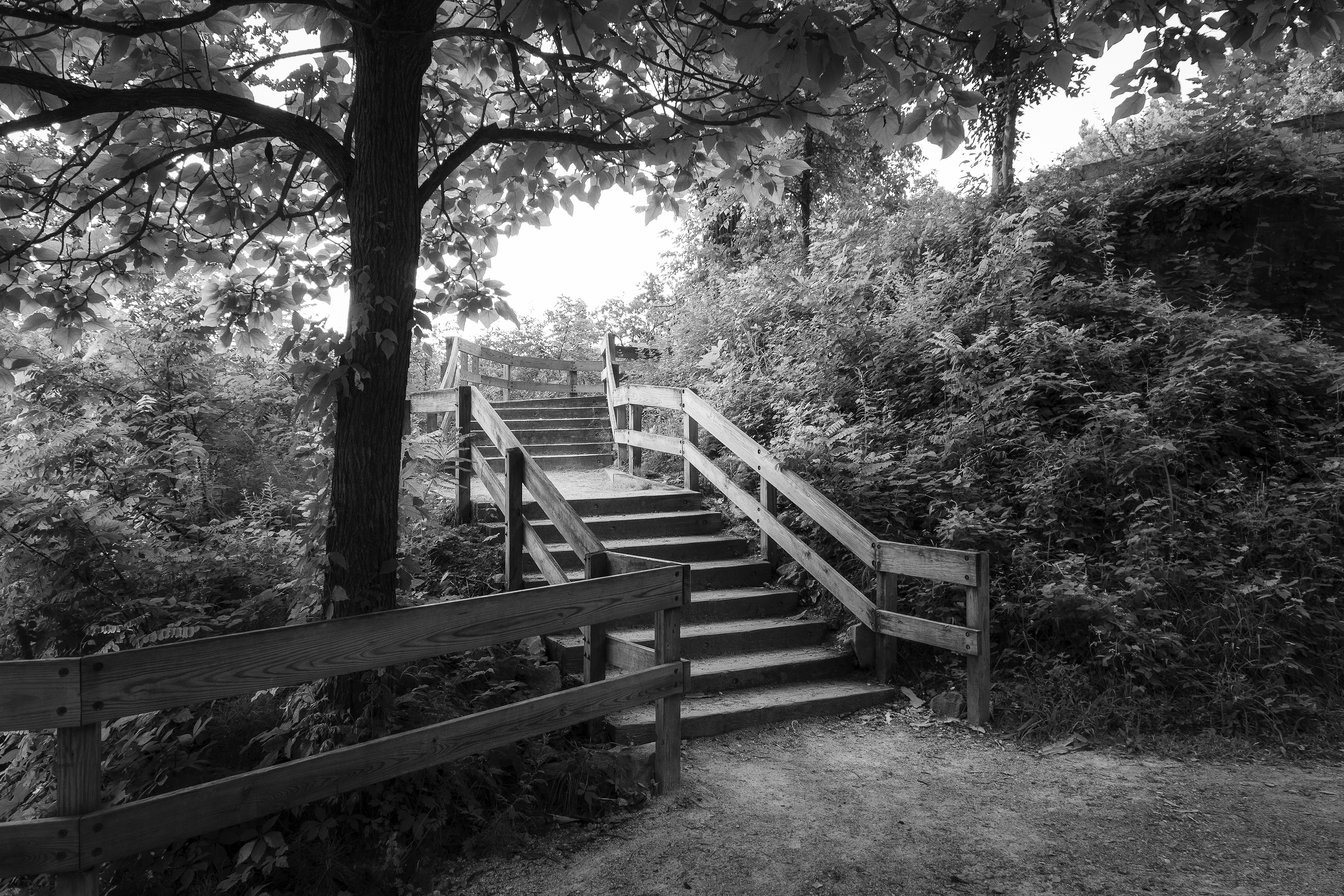 Stairway To The Treetops