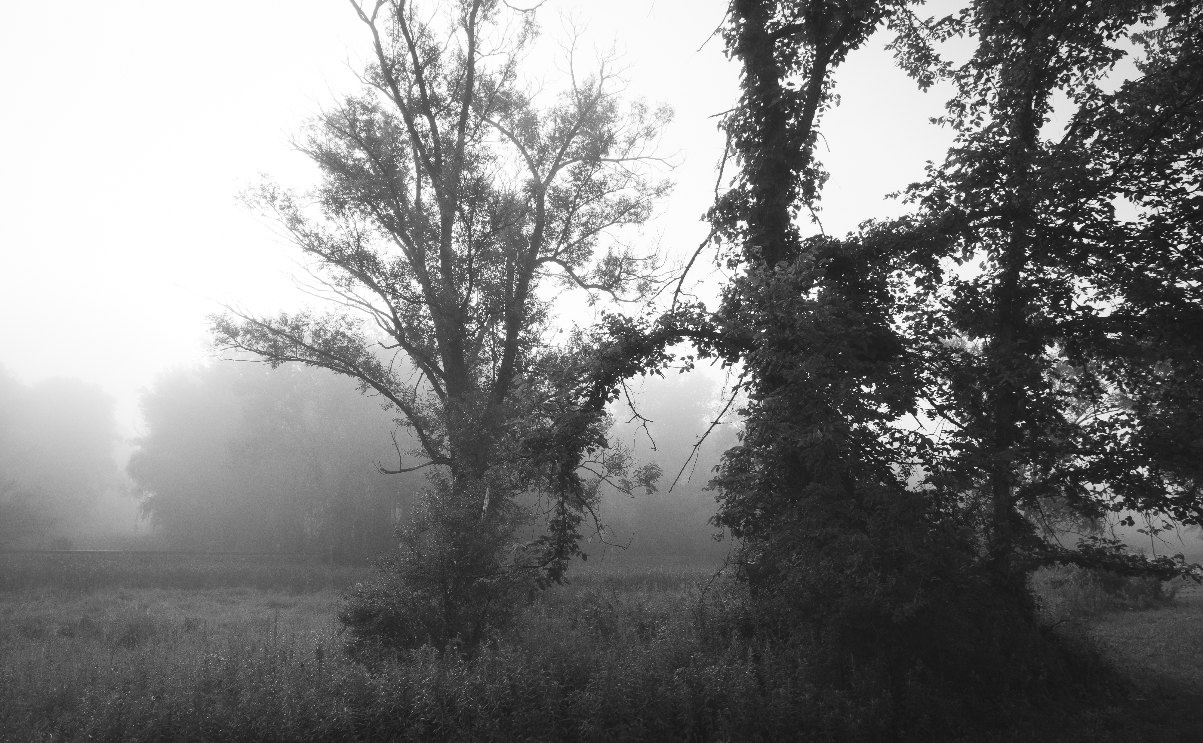 Trees &amp; Fog I