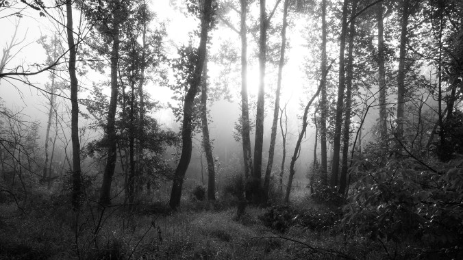 Trees &amp; Fog II