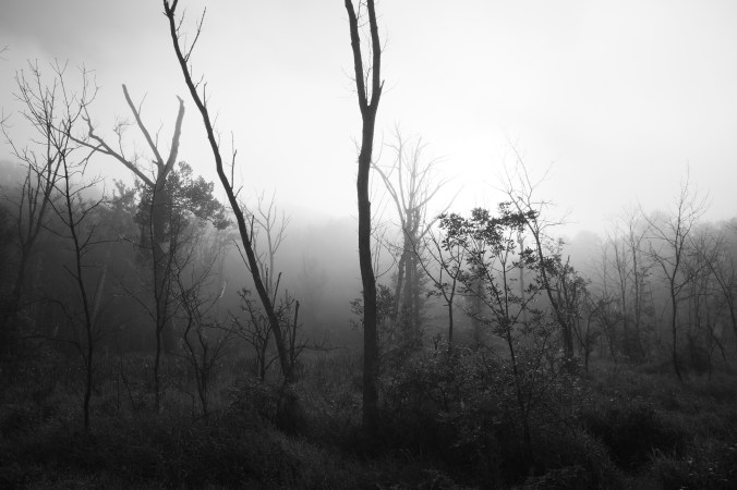 Trees &amp; Fog V