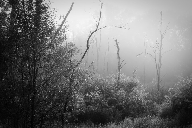 Trees &amp; Fog VI