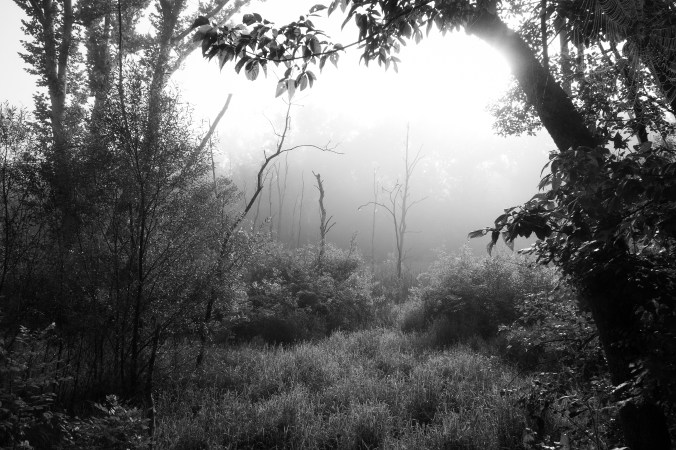 Trees &amp; Fog VIII