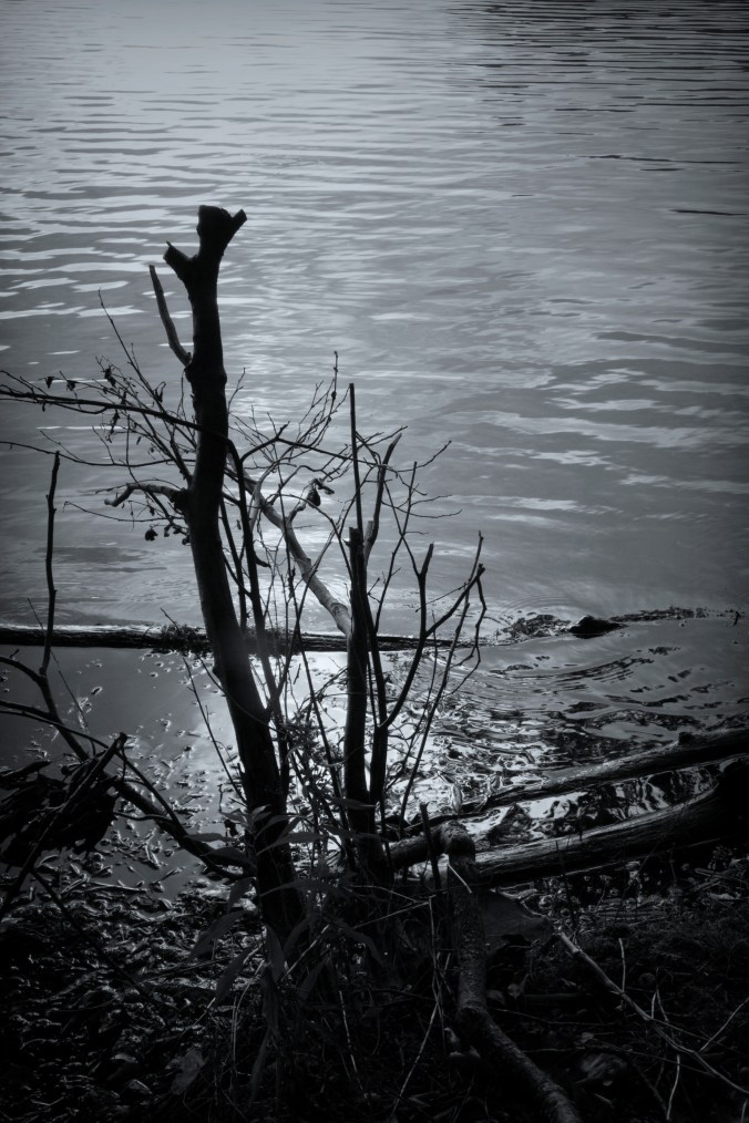 Controversial Truth About Sticks In The Mud