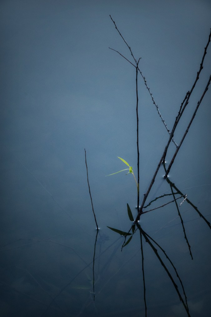 Decoy Of The Siren's Song