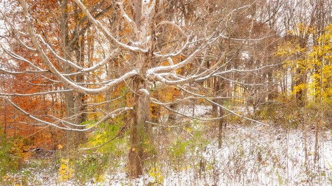 First Snow - Branching Out