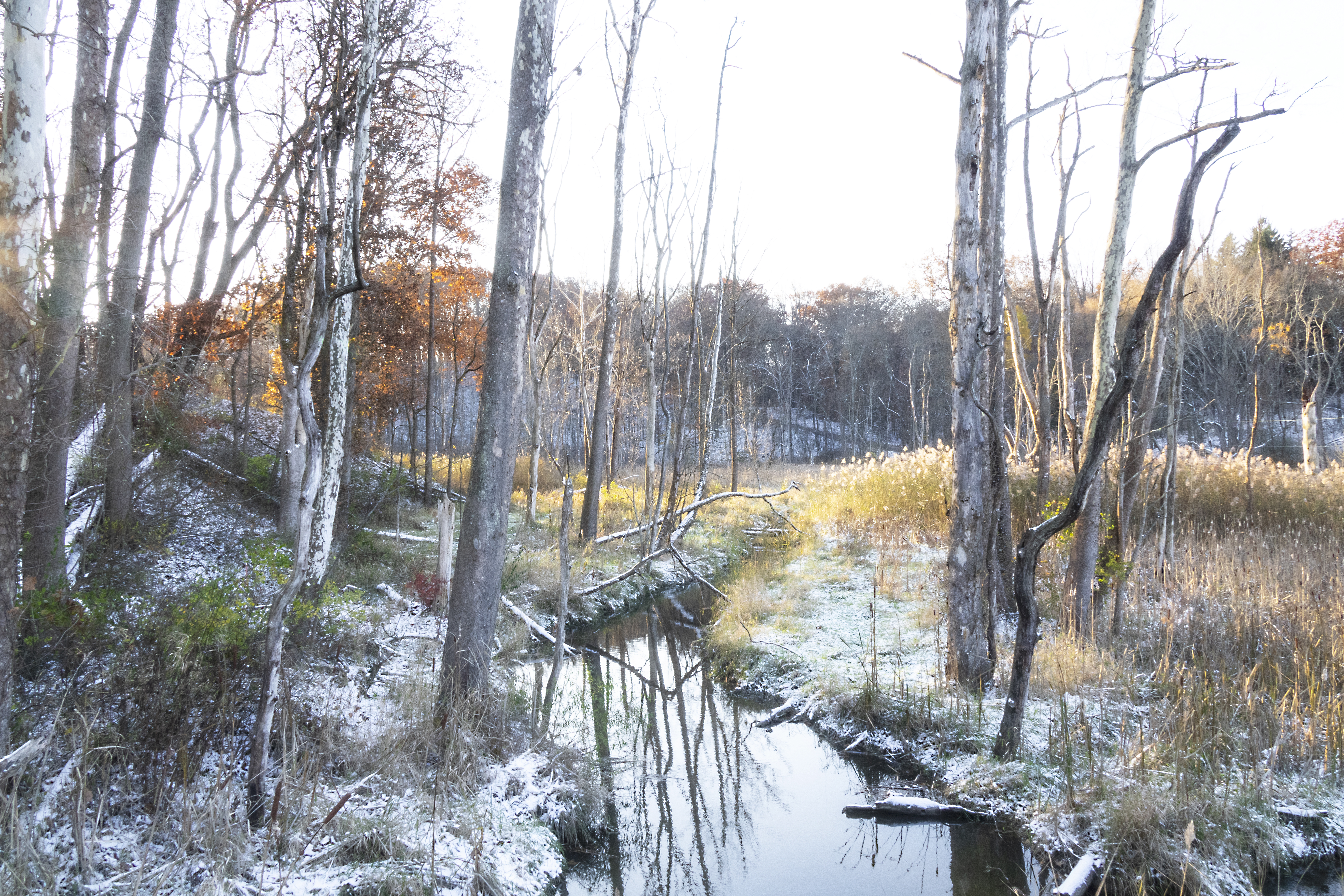 First Snow - Creekside