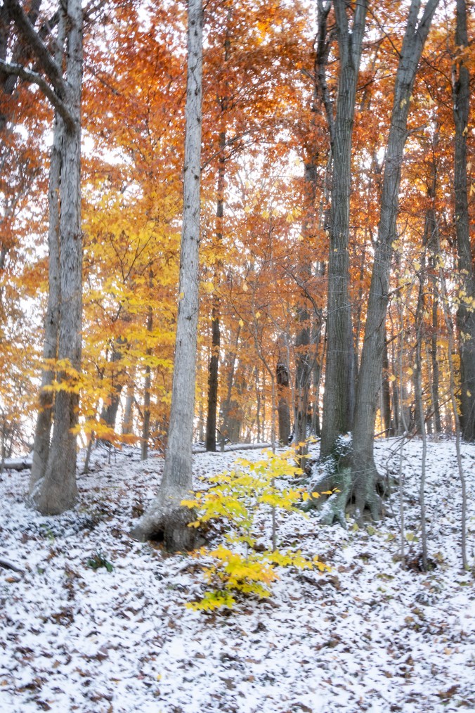 First Snow - In Autumn