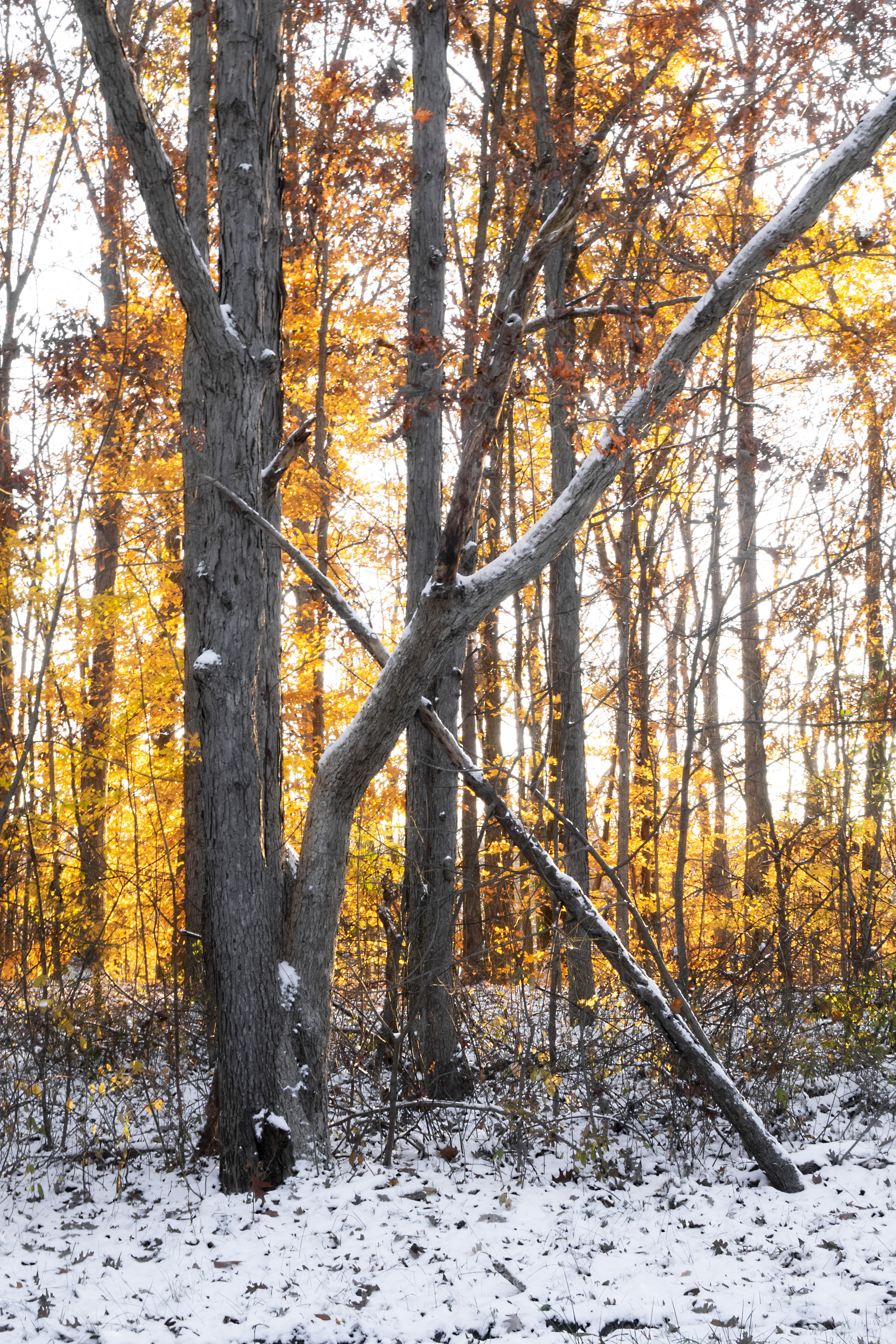 First Snow - Lean To The Light