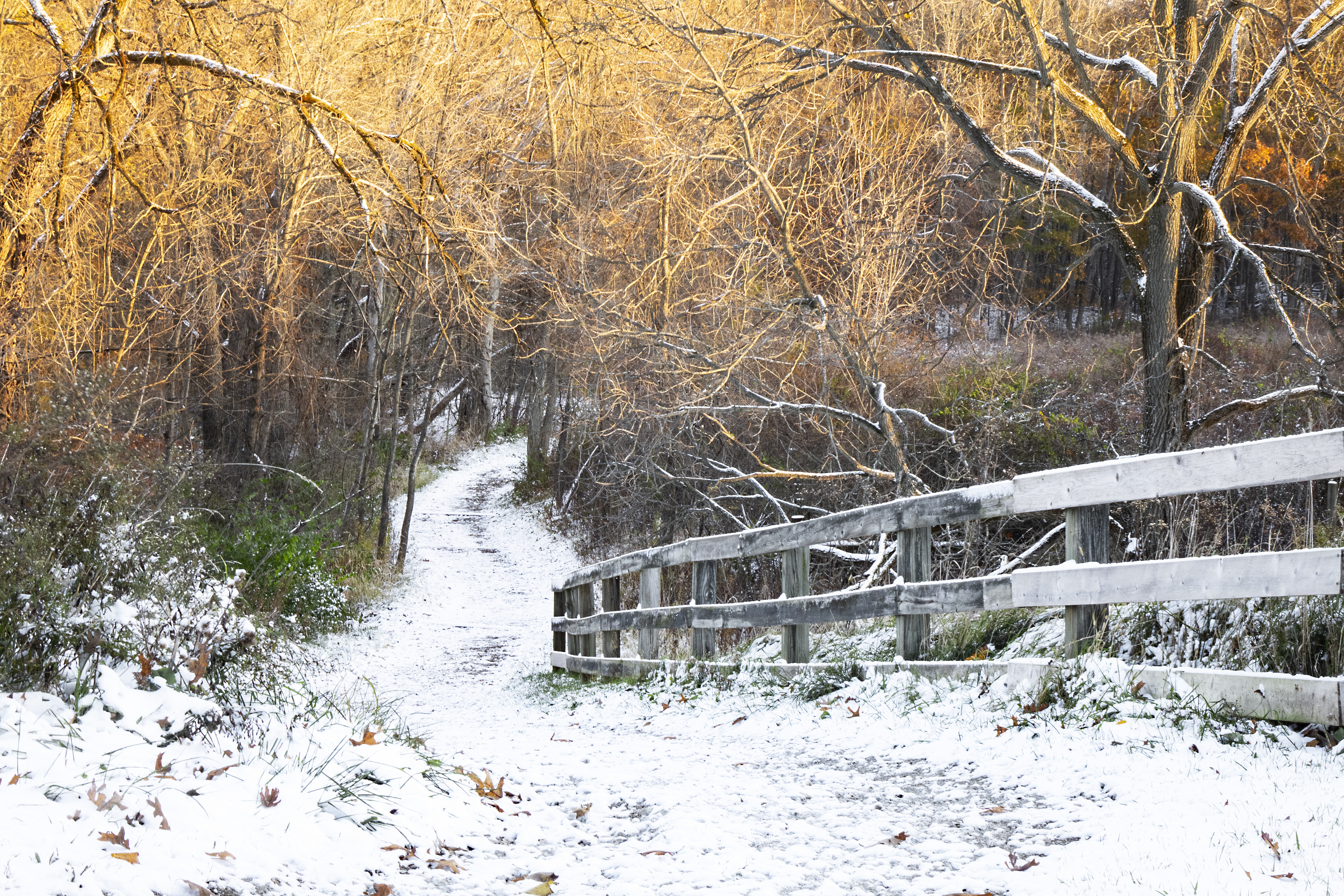 First Snow - Morning Pathways