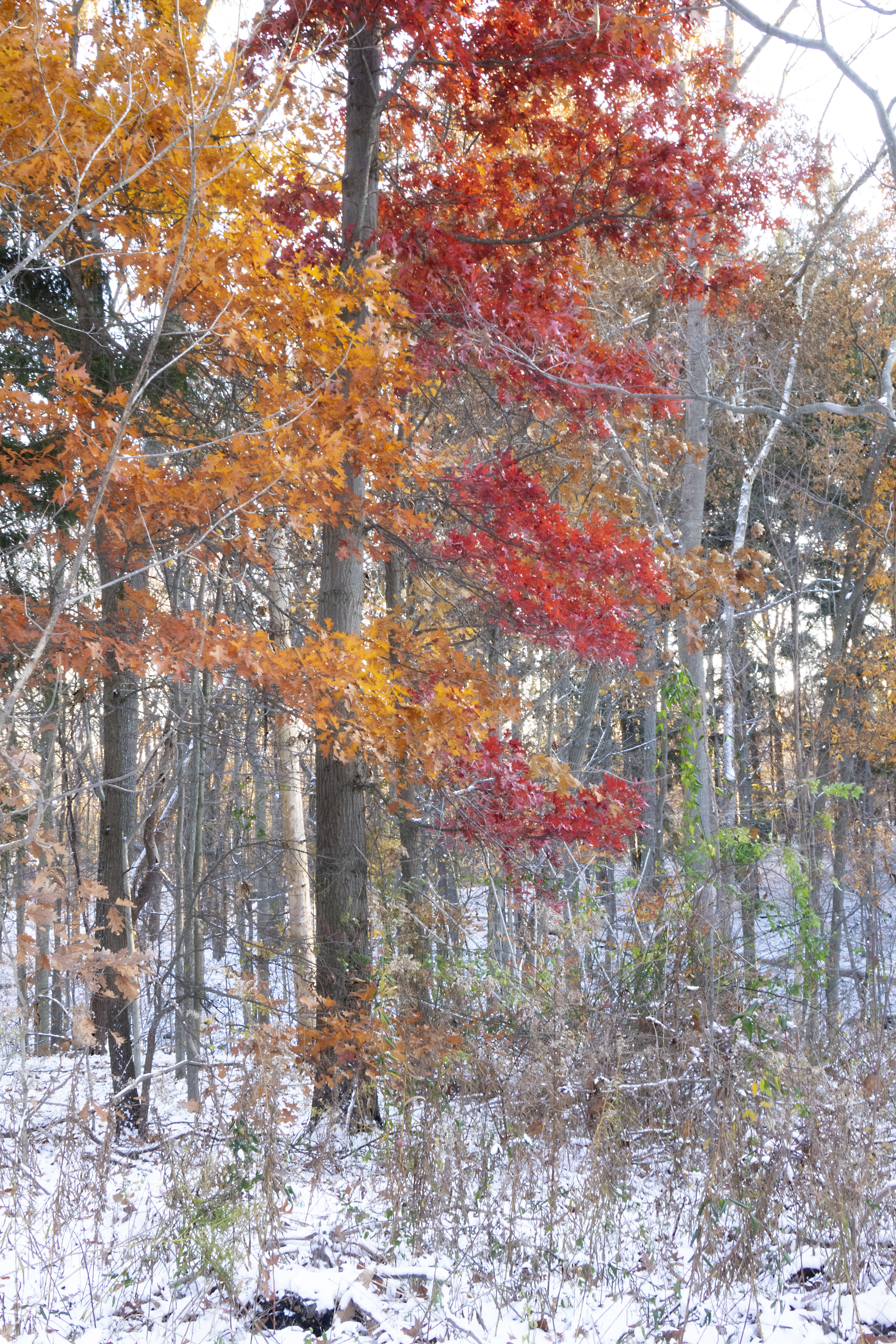 First Snow - Two Sides