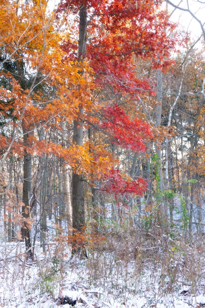 First Snow - Two Sides