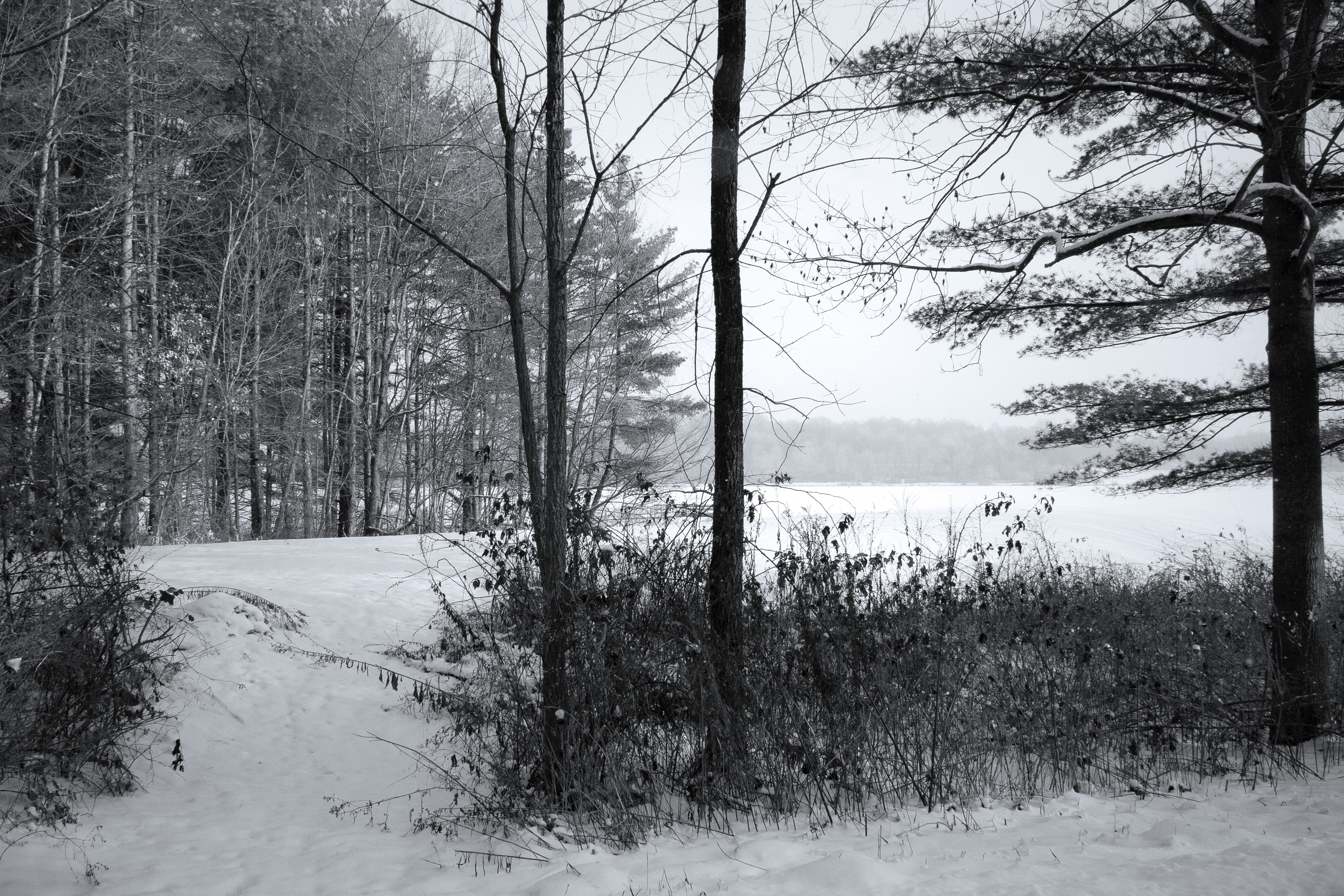 Through Winter Trees