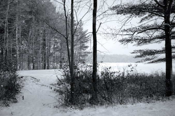 Through Winter Trees