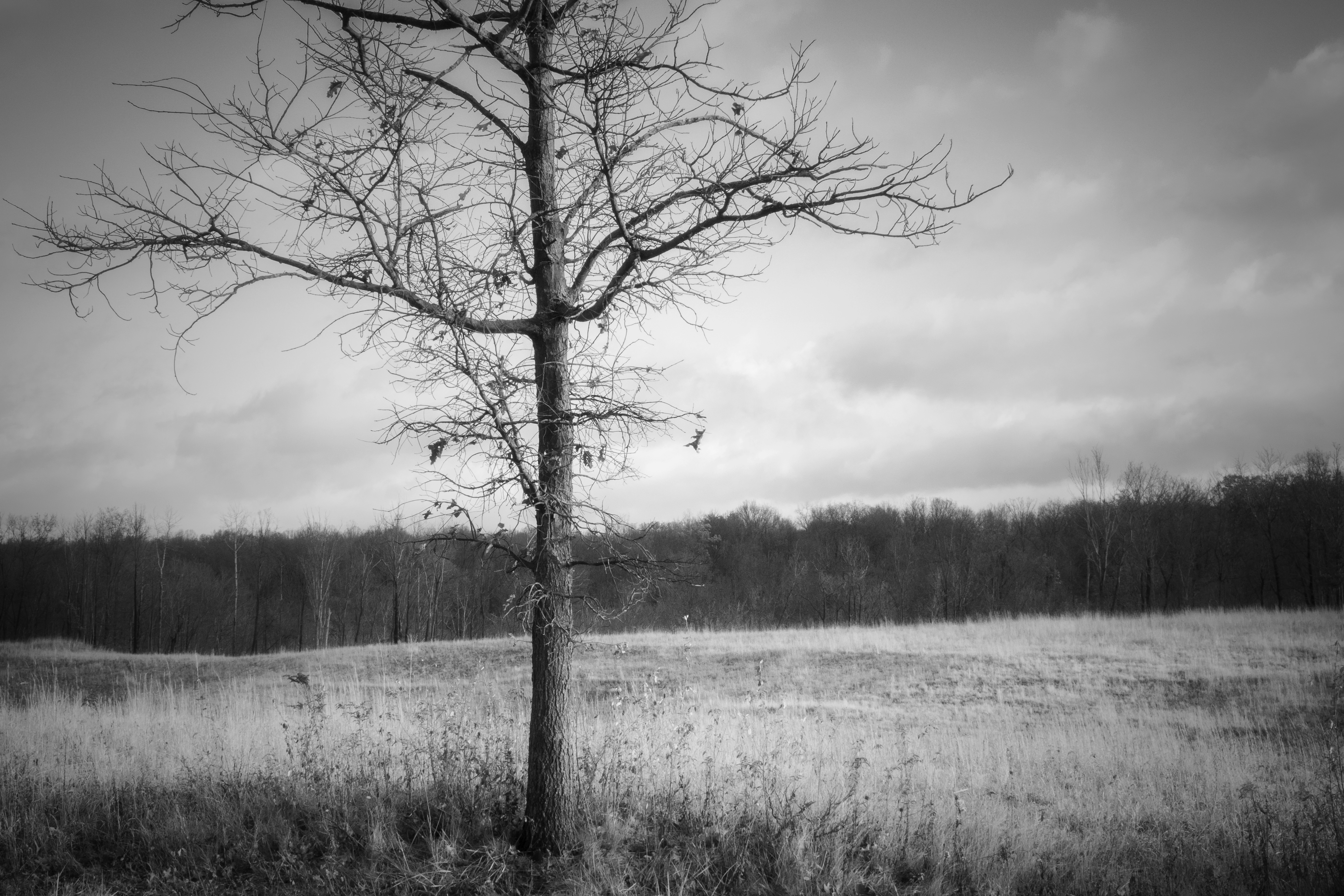 branching out in the morning