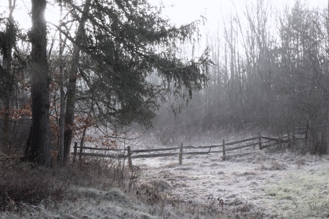 frosted sunrise fencerow