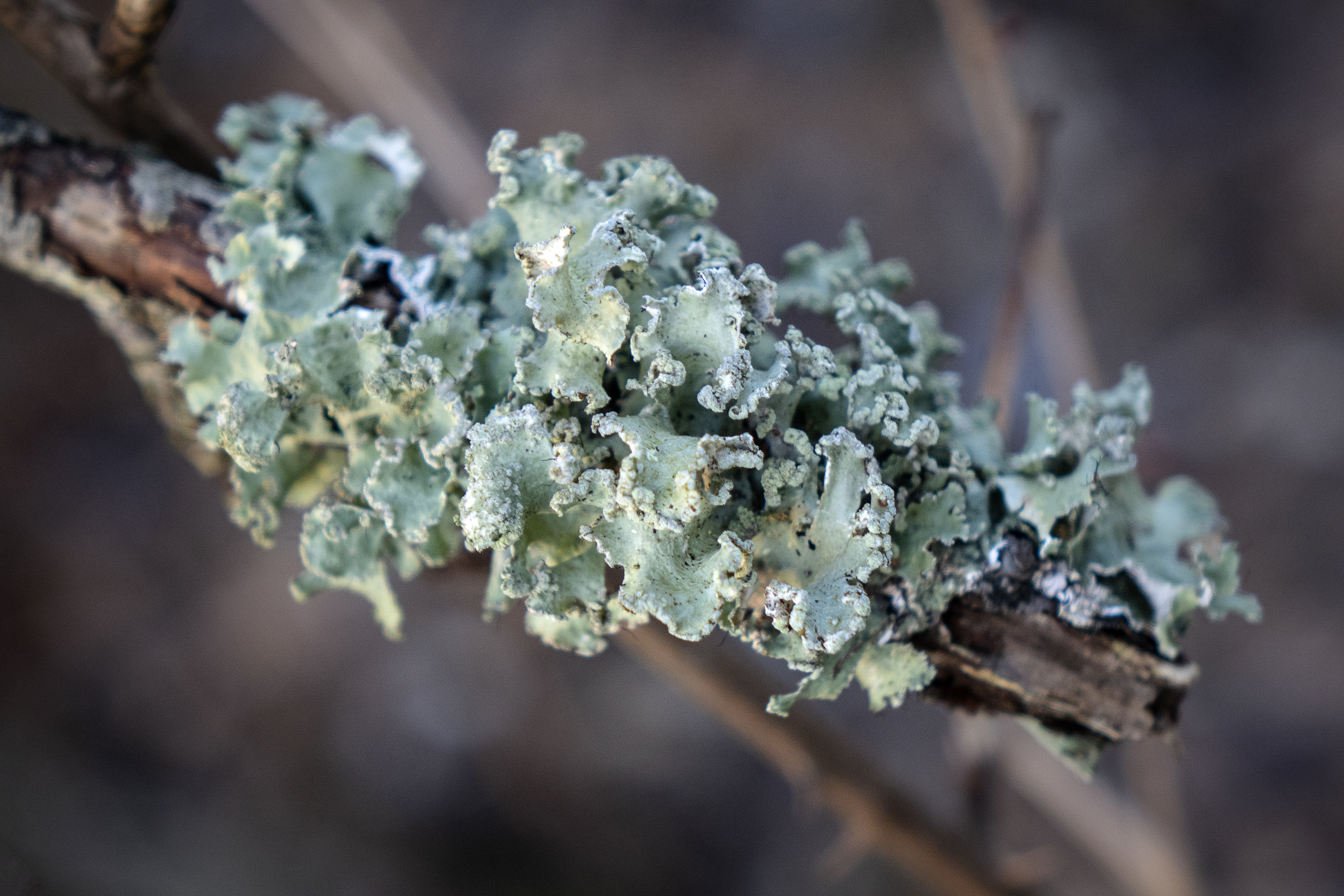 tree lichen