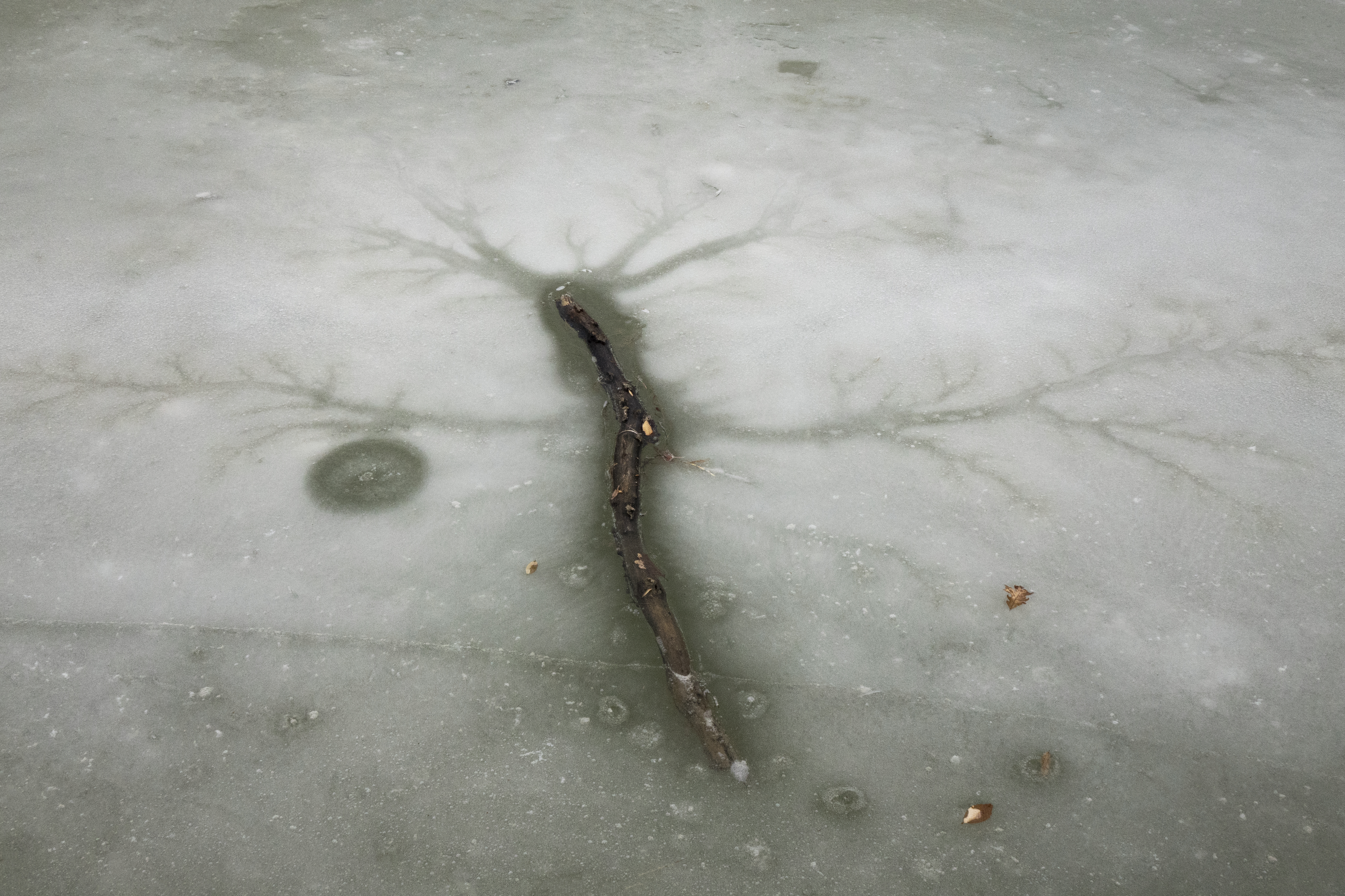 A Tree Dreams Of Branches