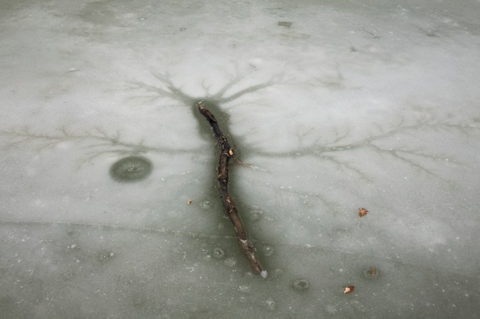 A Tree Dreams Of Branches