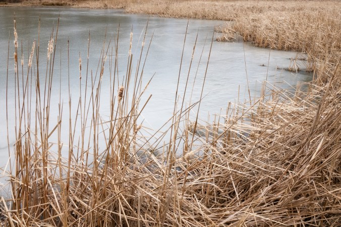 Ice &amp; Reeds
