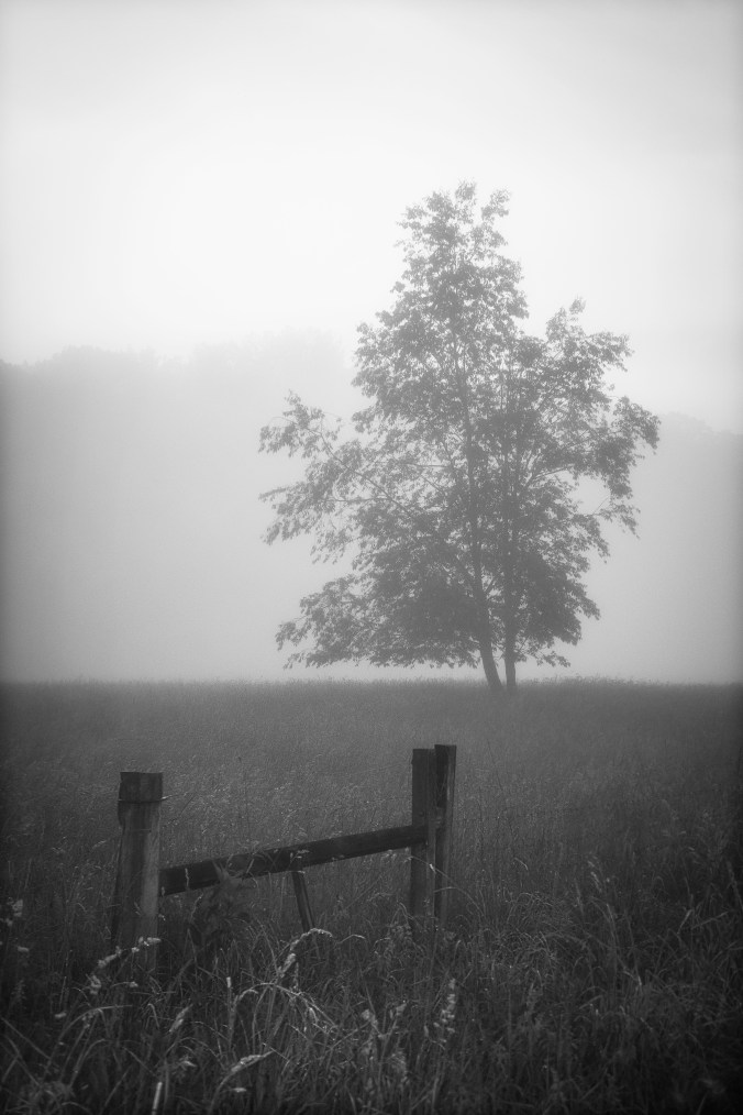 Behind the Fence Line smlr