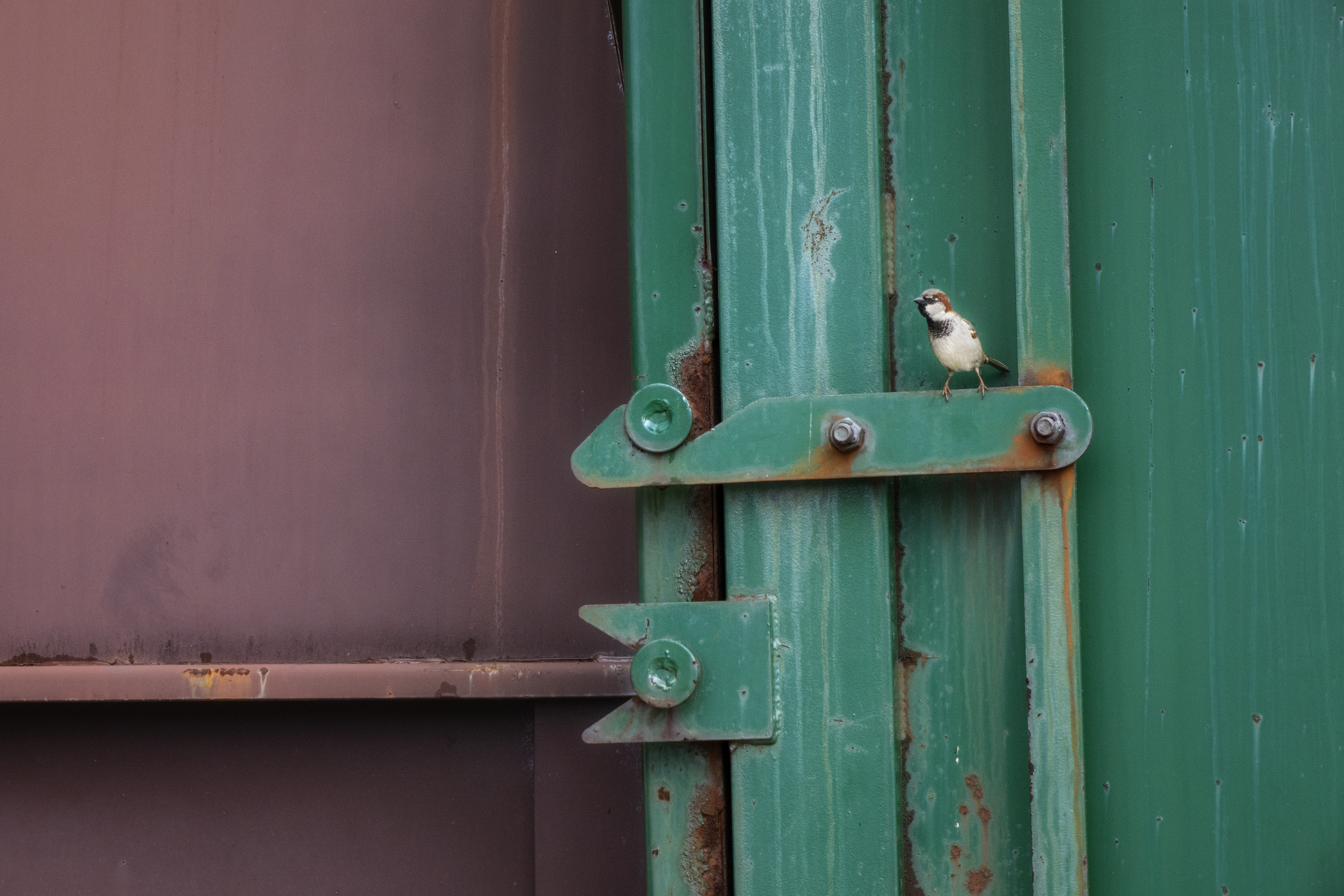 Winged Dumpster Diver