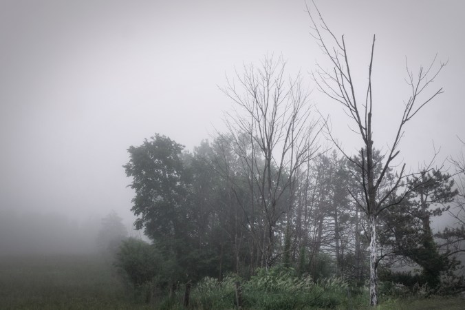 Fog Along The Highway