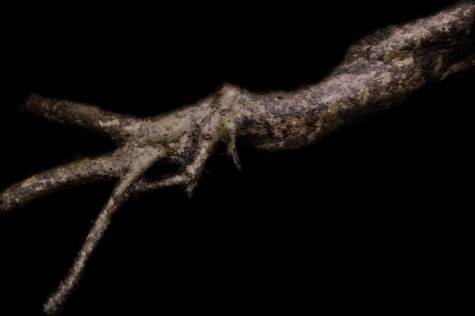 Alien Appendage from my life in dreams