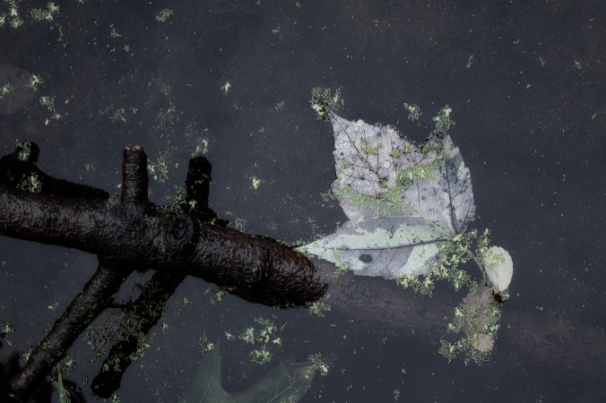 From Whence You Came