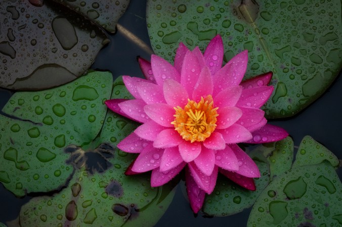 Lotus Blossom In The Rain