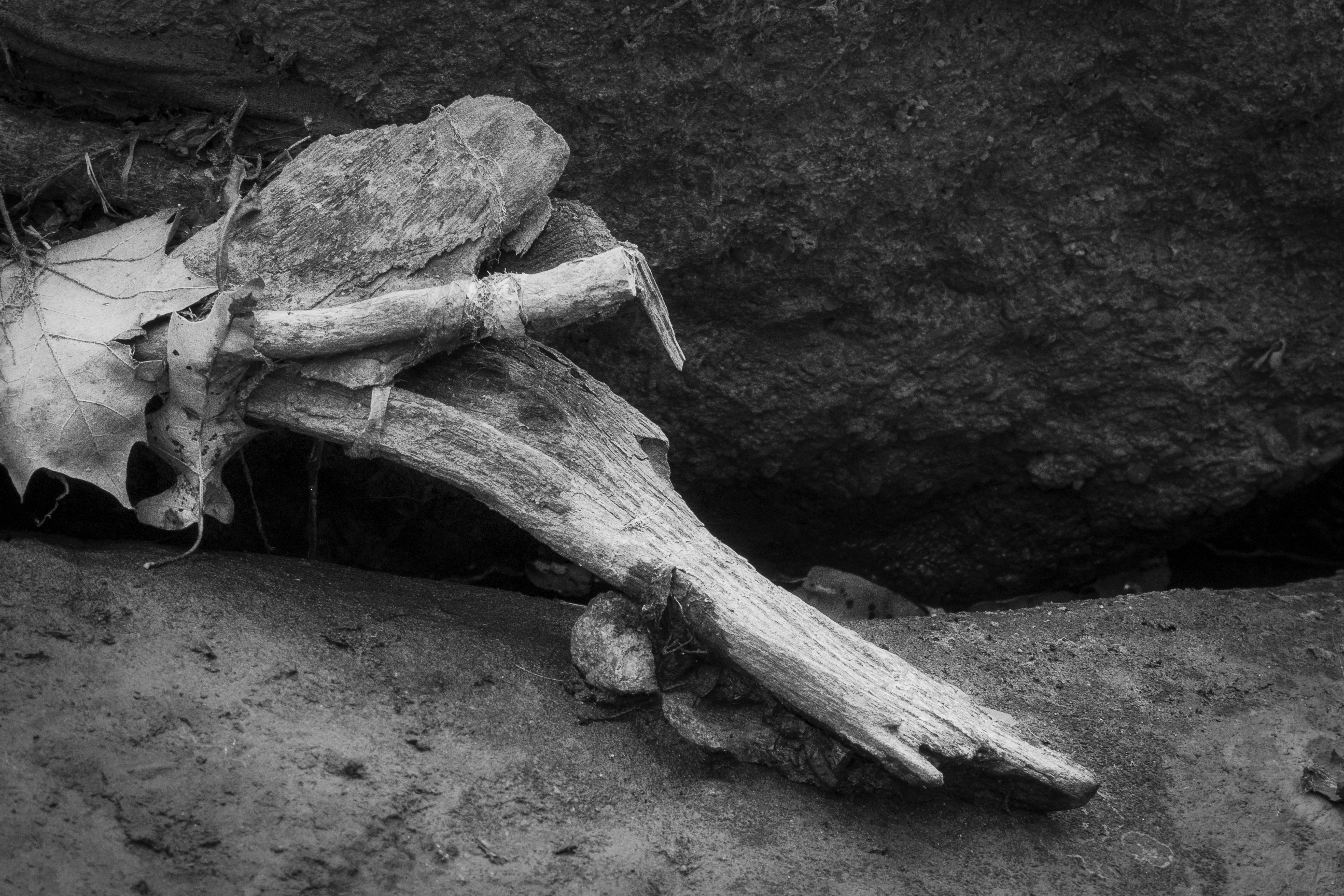 Rock Wood &amp; Bone