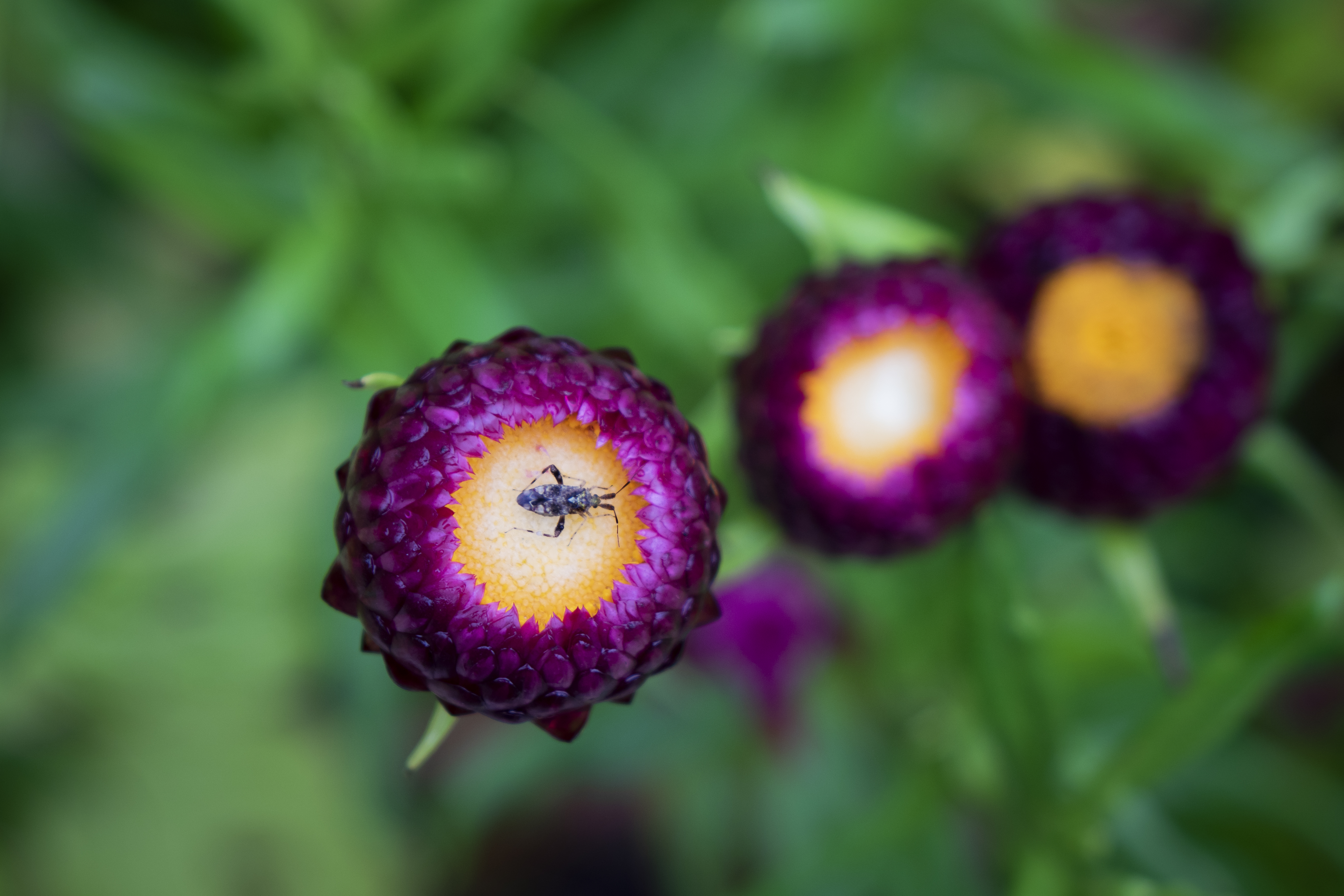 Somethin's Buggin' Me