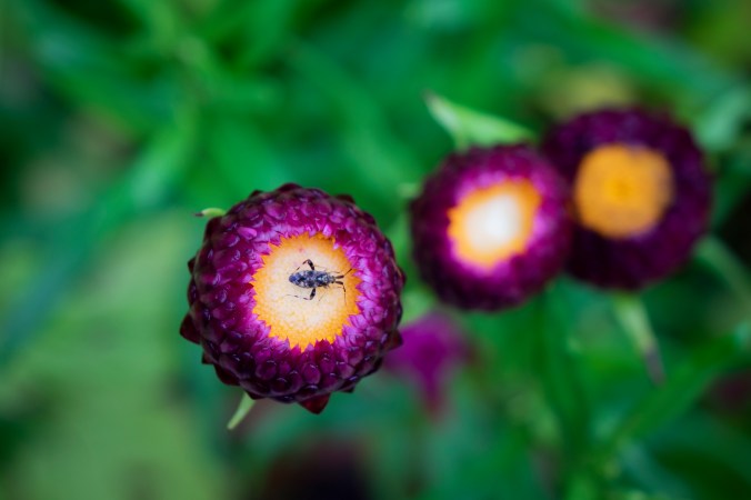 Somethin's Buggin' Me