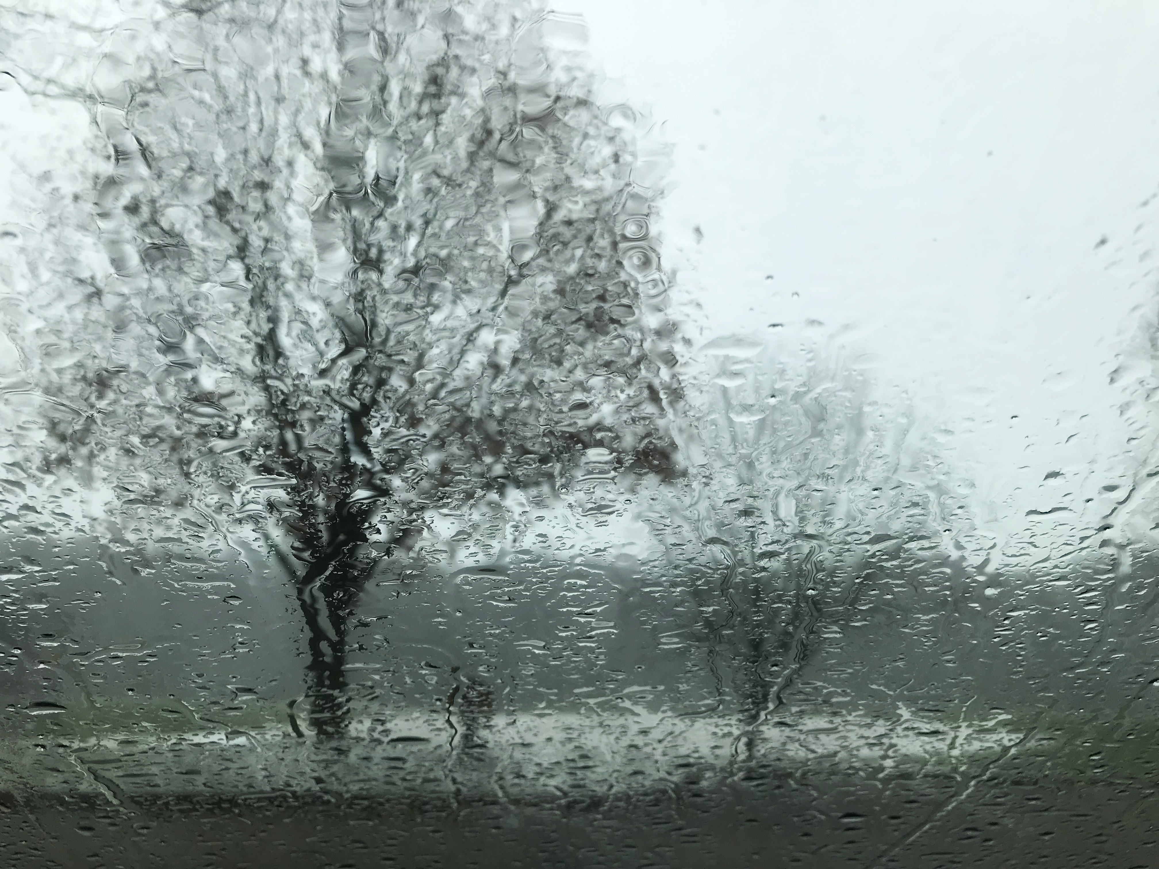 when trees rain