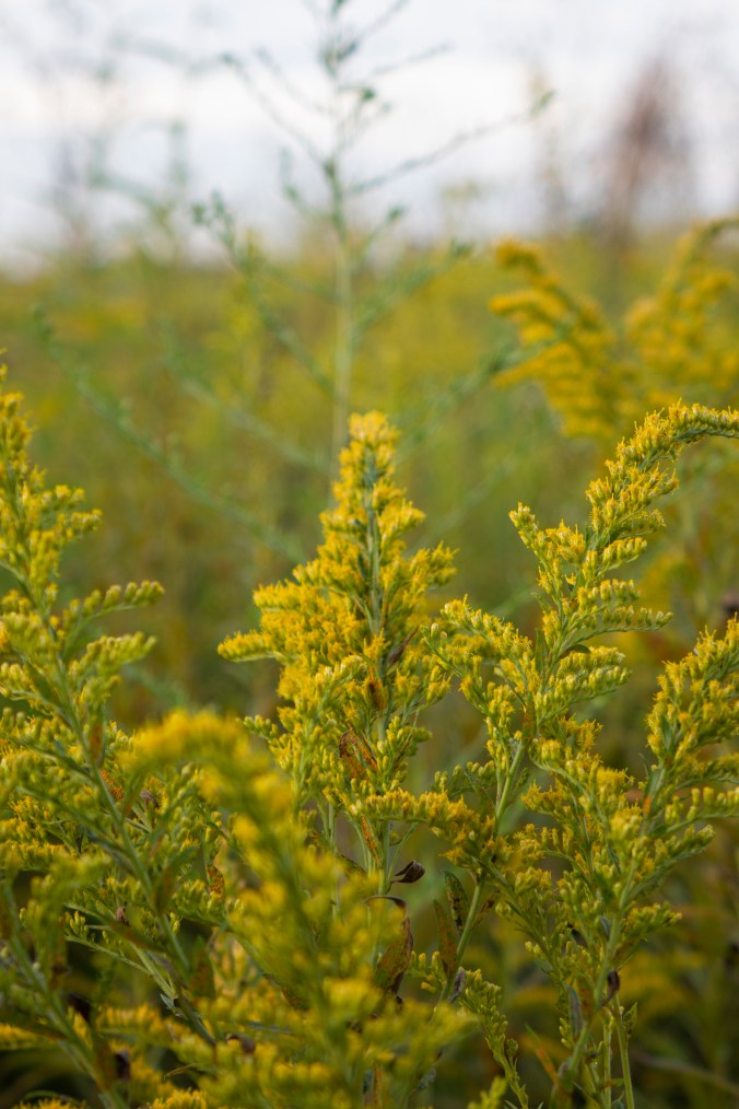 A Field Of Goldenrod