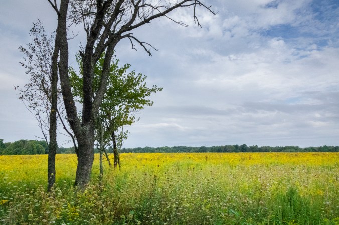 Across A Wild Flowered Plain