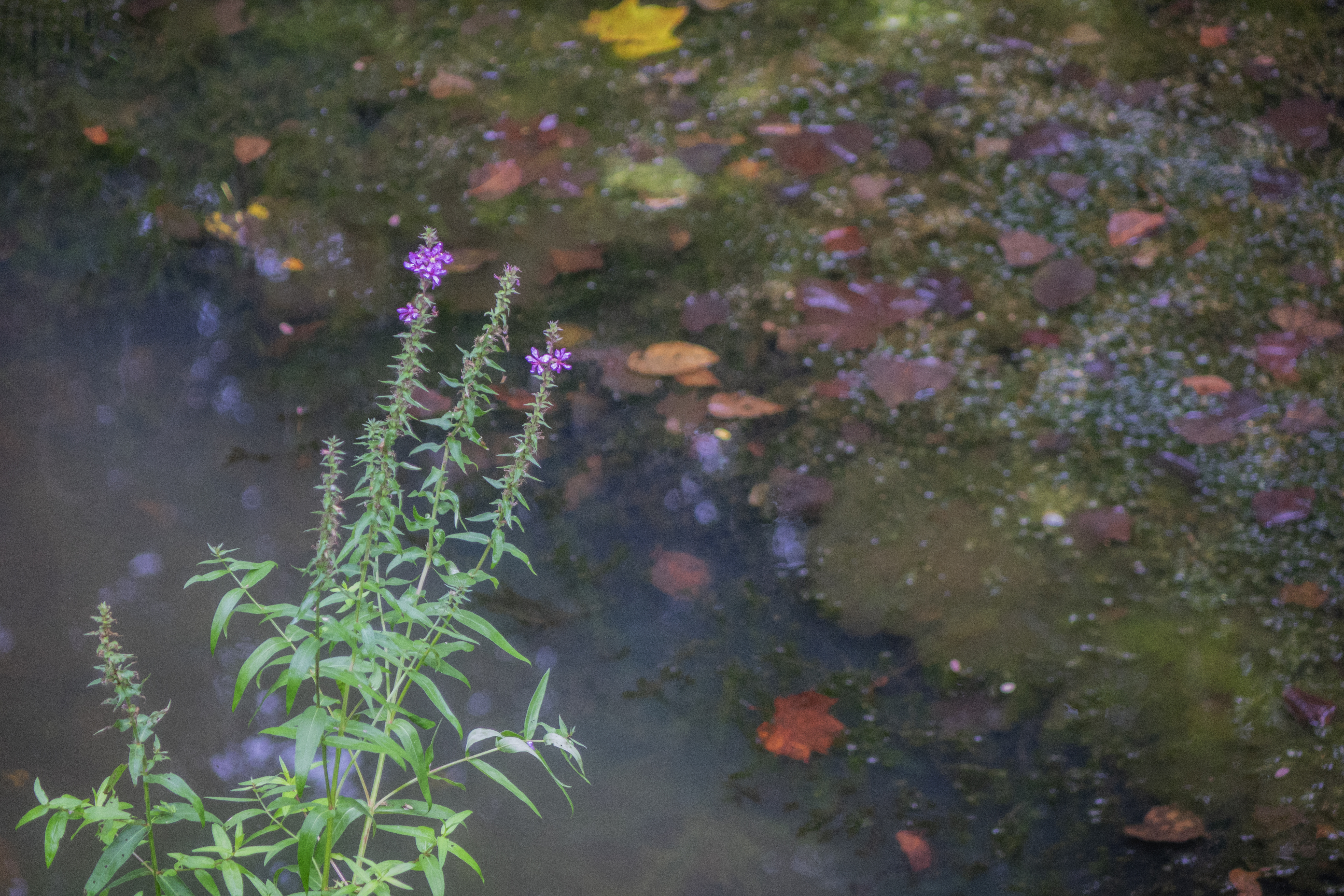 Blooming Flowers Fallen Leaves
