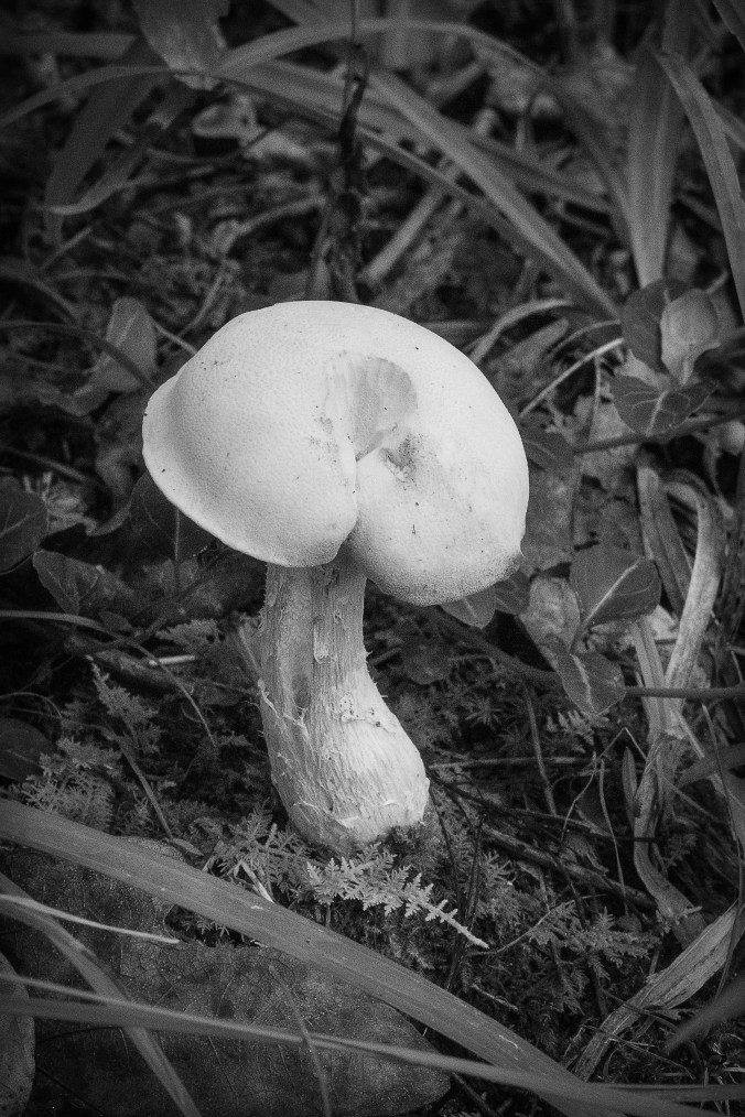 Fungi on the Forest Floor