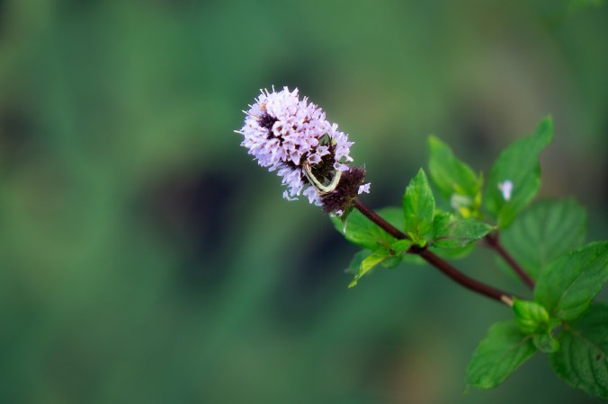 Inch Worm &amp; Blooms