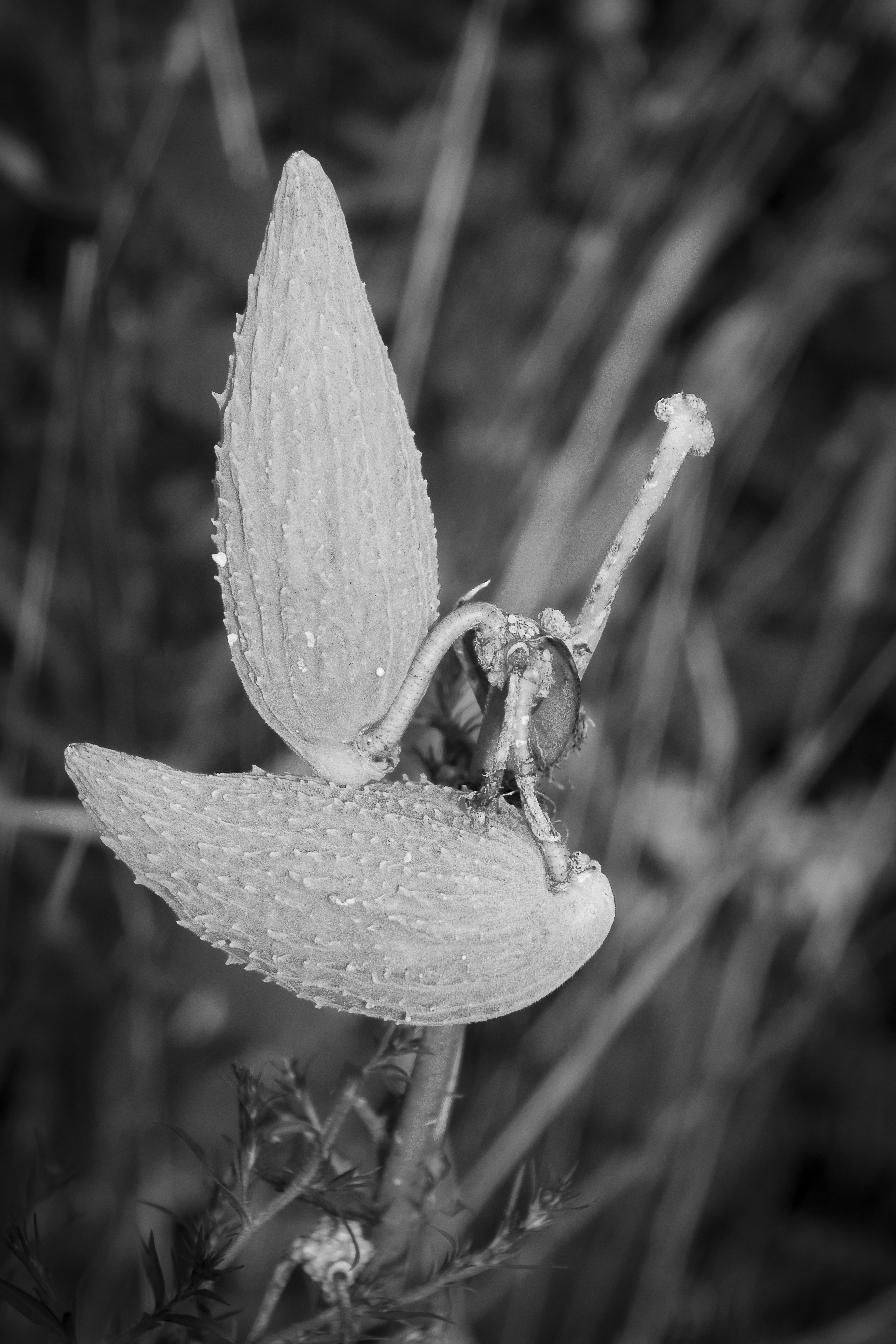 Pods Waiting To Hatch
