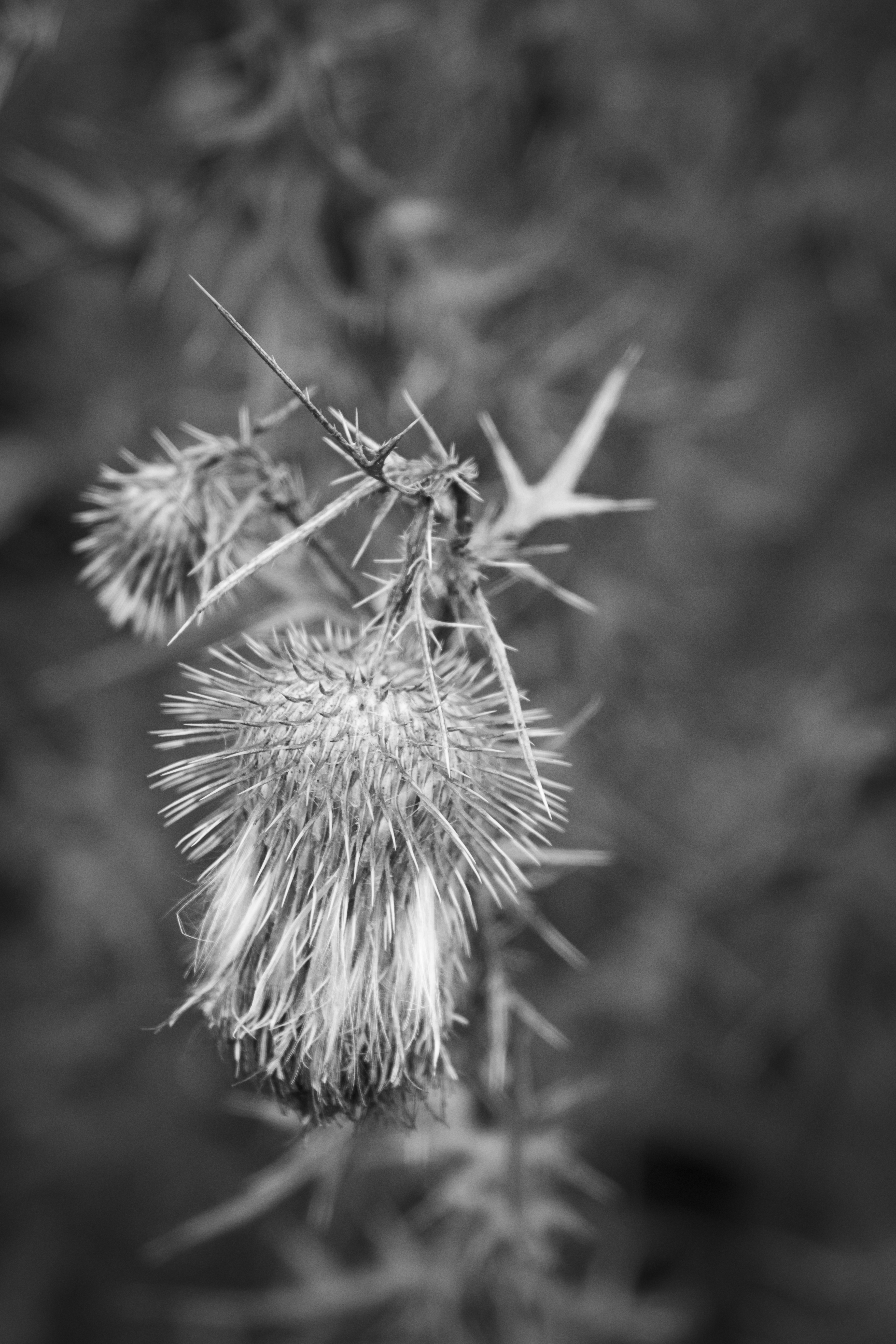 Politics in America - a thousand pricks gone to seed