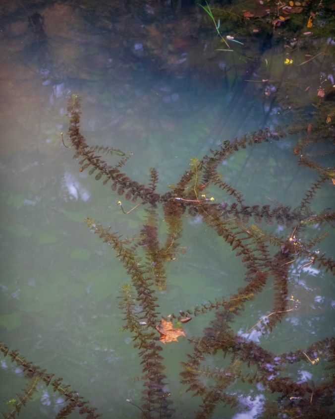 Snaking Through Water